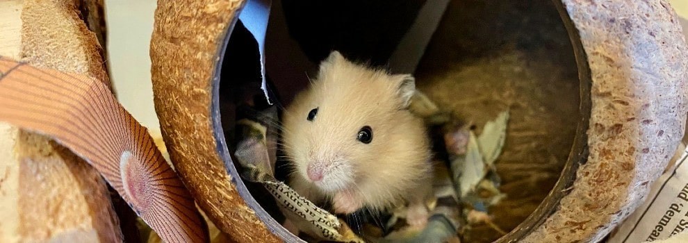 Golden Syrian Hamster » Pet Profile: Cage, Food, Lifespan