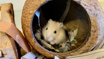 hamster in tunnel © RSPCA