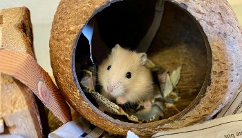 The Life Expectancy of Hamsters -cute animal names