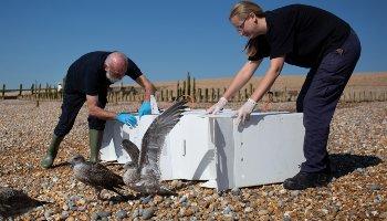 RSPCA Mallydams wildlife centre staff release juvenile gulls onto the beach