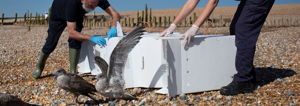 Volunteer Saskia Sessions with RSPCA Wildlife Centre Mallydams