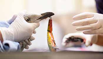 close-up of fishing hook in birds beak