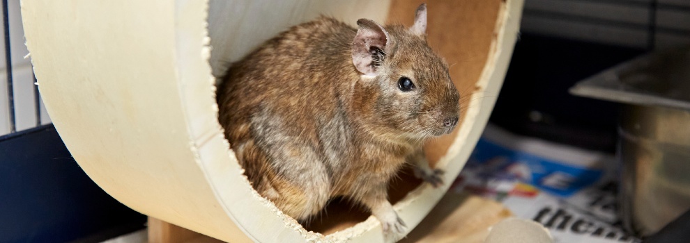 degu sitting inside a round toy in a cage © RSPCA