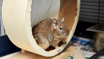 degu sitting inside a round toy in a cage