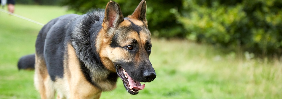 are german shepherd good pets