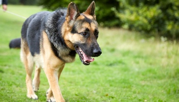 german shepherd walking on a lead in the countryside