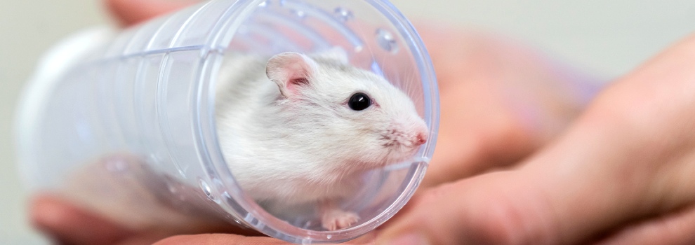 Hamster Health & Welfare Tips | RSPCA