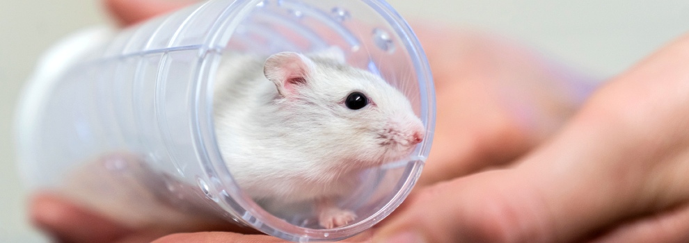 Hamster Health & Welfare Tips