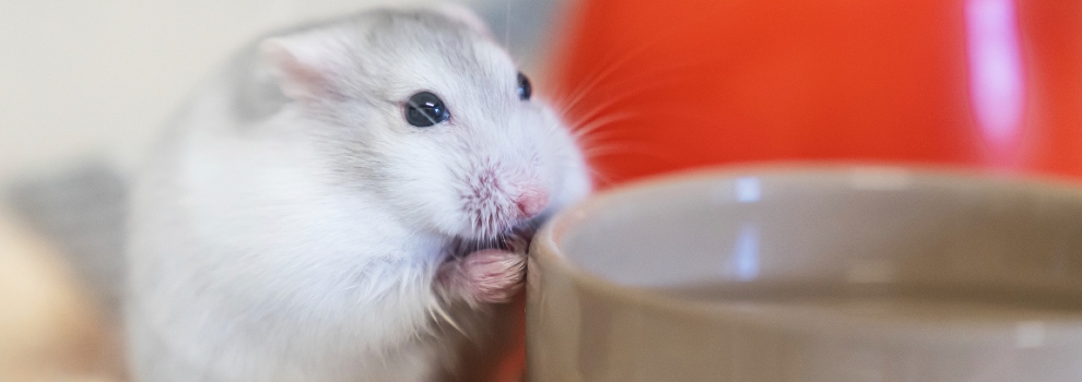 hamster eating with hands by food bowl © RSPCA