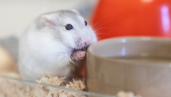 hamster eating with hands by food bowl