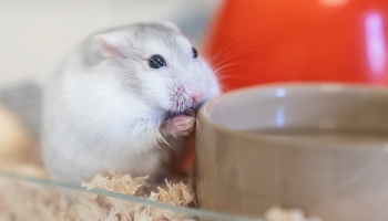 Hamsters: Diet, habits & types