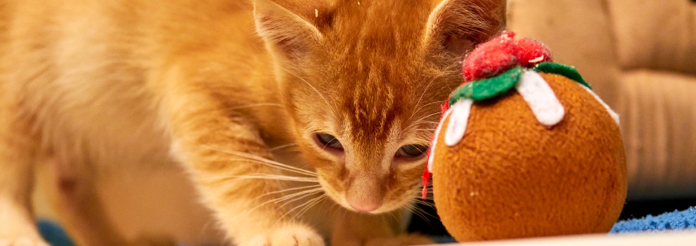 ginger kitten playing with xmas pudding toy © RSPCA
