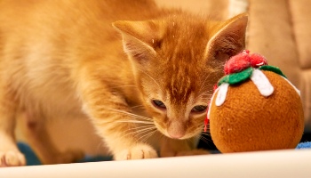ginger kitten playing with xmas pudding toy