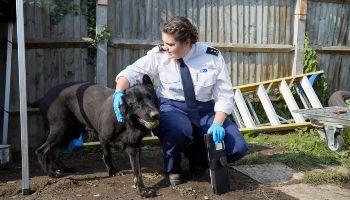 Inspector on a routine call checking on the welfare of a black dog.