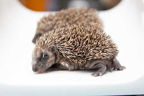 Two rescued hoglets brought into twildlife centre
