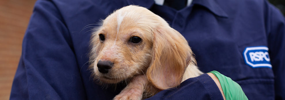 RSPCA inspector holding rescue puppy with your donations we can continue making rescues
