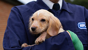 RSPCA inspector holding rescue puppy with your donations we can continue making rescues
