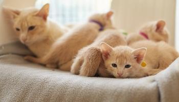 tonkinese mother cat lying with her neutered litter of kittens
