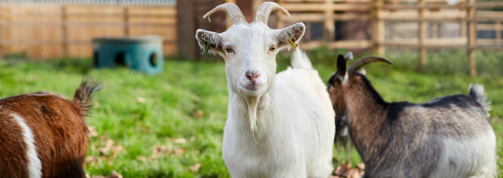Goat Diet - What To Feed Pet Goats | RSPCA