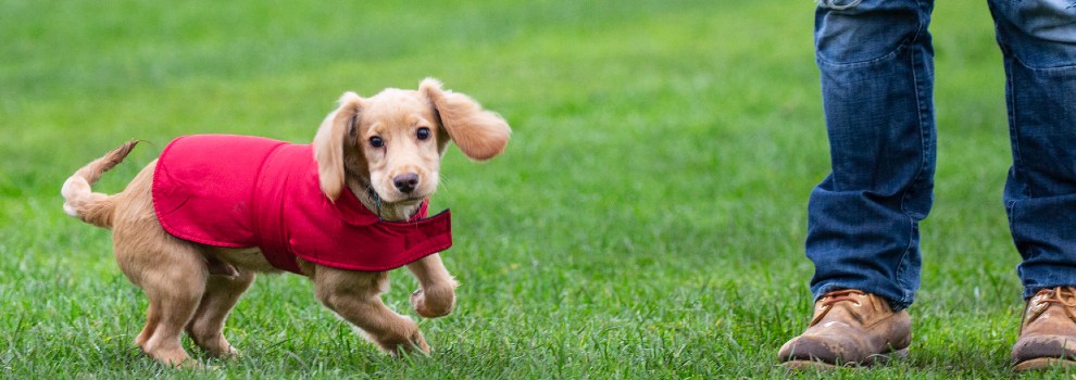 a spaniel puppy wearing a red coat enjoying a run in the park © RSPCA