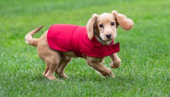 a spaniel puppy wearing a red coat enjoying a run in the park