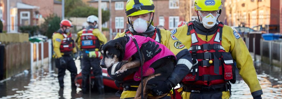 RSPCA animal rescue officers carrying a dog rescued from flood water