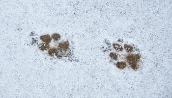 dog footprints in the snow
