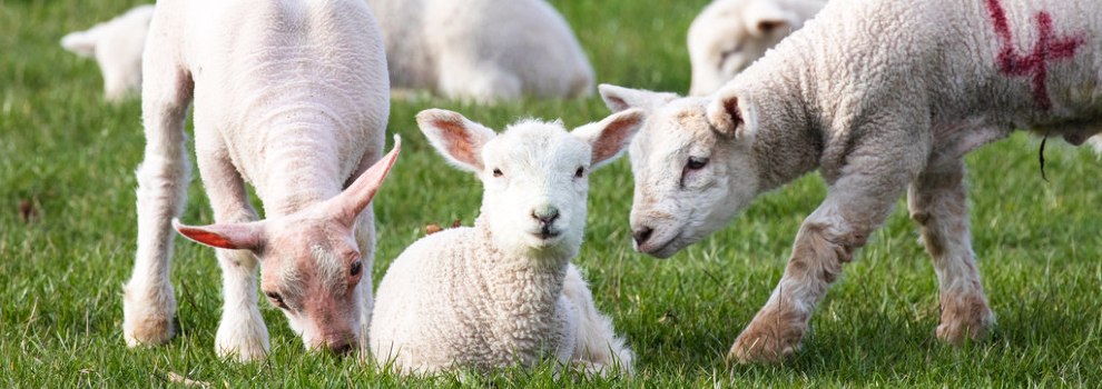 young springtime lambs in a field © RSPCA
