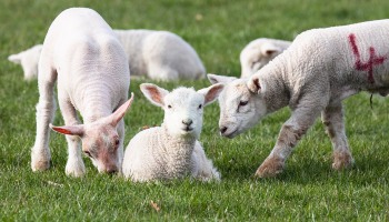 young springtime lambs in a field