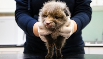fox cub being examined by veterinary surgeon © RSPCA
