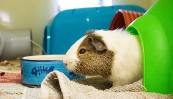 guinea pig inside play tunnel © RSPCA