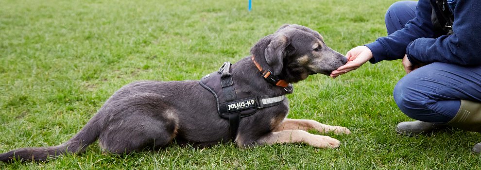 how do i train my dog to wait for a treat