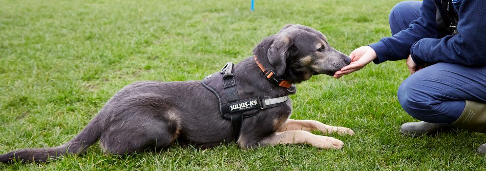crossbreed puppy receiving dog training outside