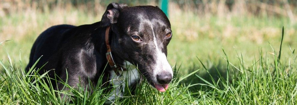 Crossbreed dog lying down in grass outside