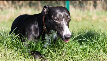 Crossbreed dog lying down in grass outside