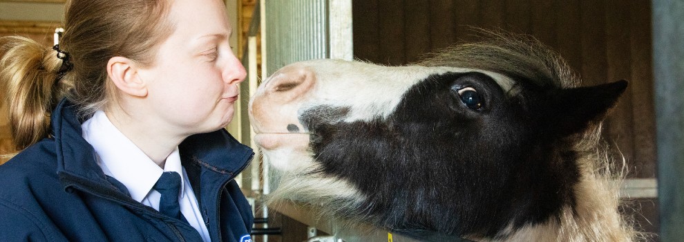 Horse lifting face over stable door to greet woman © RSPCA