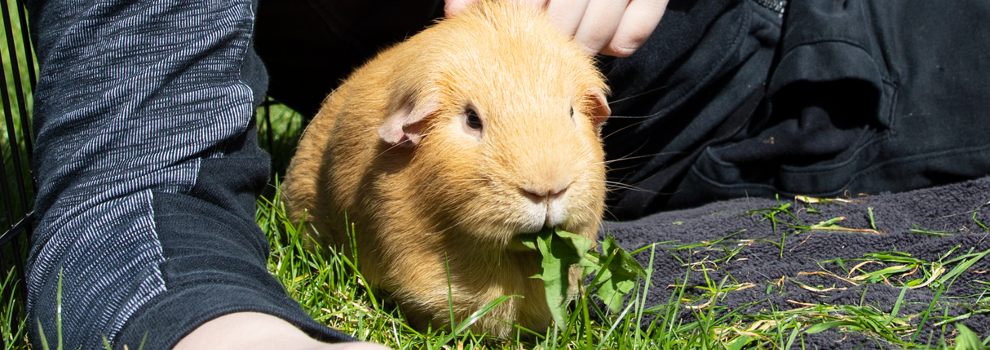 guinea pig outside with boy eating a leaf © RSPCA