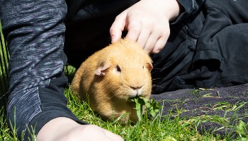 guinea pig outside with boy eating a leaf