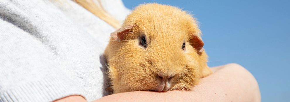 guinea pig held in the arms of a woman outside © RSPCA