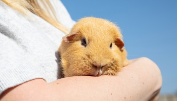 guinea pig held in the arms of a woman outside © RSPCA