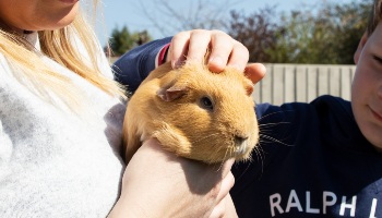 guinea pig being handled by owner outside © RSPCA