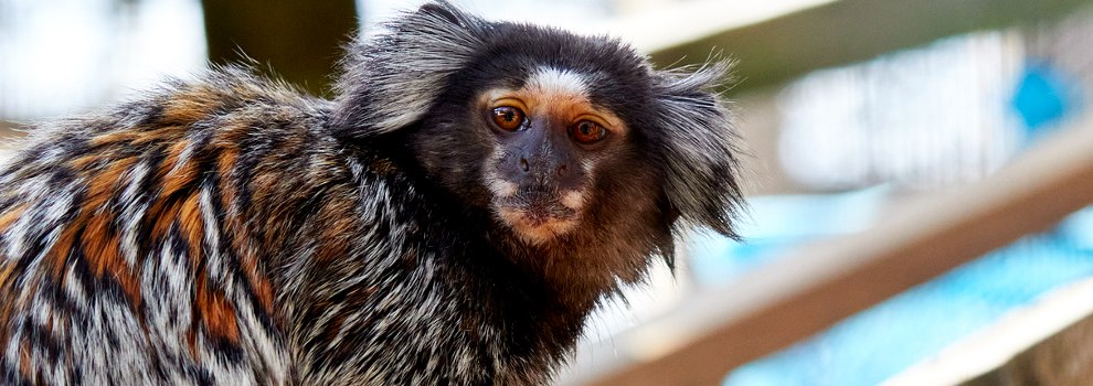 Keeping Primates As Pets | RSPCA