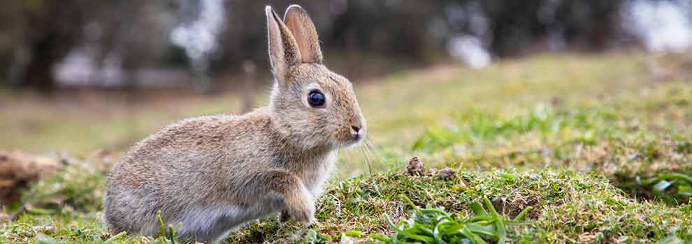Rabbits and Hares, Wildlife
