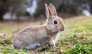 Wild rabbit exploring their warren