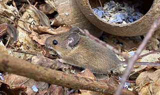 a woodmouse being released back into the wild