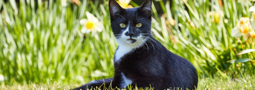 black and white cat sitting on grass in shade © RSPCA
