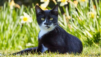 black and white cat sitting on grass in shade