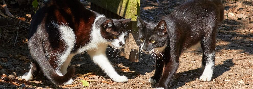 two male cats in the garden © RSPCA