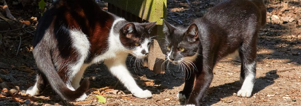 Welcome to Kindness For Cats Inc