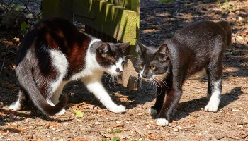 two male cats in the garden © RSPCA